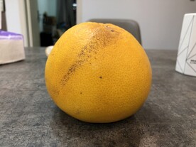 水果 西柚