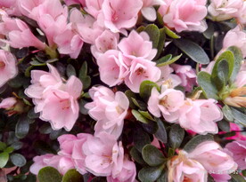 粉色杜鹃花