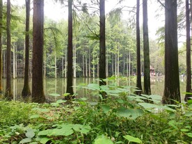 森林树木