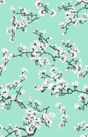 玉兰花