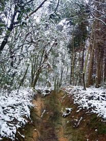 积雪