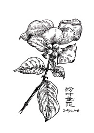 粉叶金花