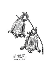 蓝钟花