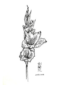 剑兰