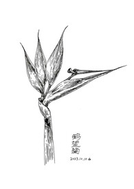 鹤望兰
