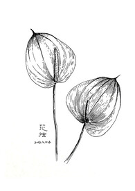 花烛
