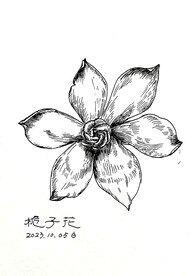 栀子花