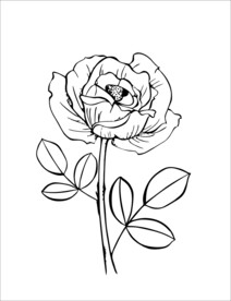玫瑰花矢量图