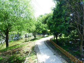 积余村绿柳发芽道路