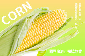 玉米广告宣传海报
