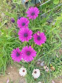 两色金鸡菊