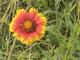 两色金鸡菊
