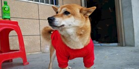 可爱的柴犬