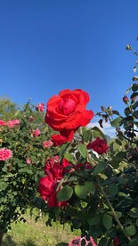 大理茶花