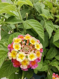 马缨丹   五色梅