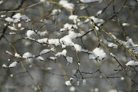 落雪