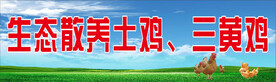散养鸡