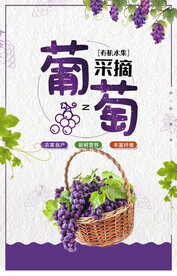 葡萄采摘