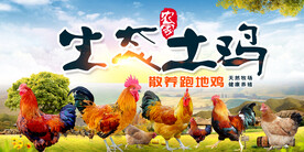 生态土鸡