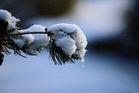 雪压松枝