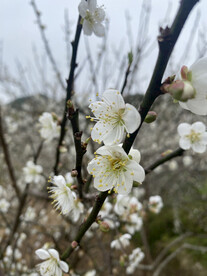 潮州市饶平县东山镇东明村梅花节