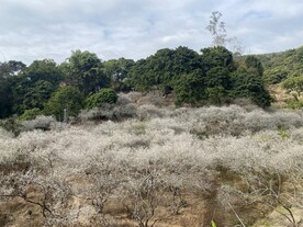 潮州市饶平县东山镇东明村梅花节