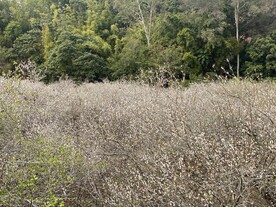 潮州市饶平县东山镇东明村梅花节