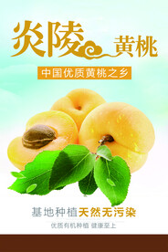 黄桃
