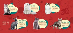 品种猫海报