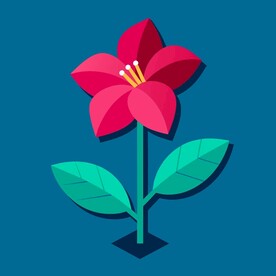 芙蓉花