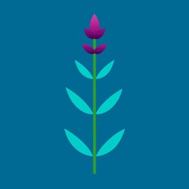 茴香花