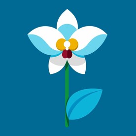 兰花