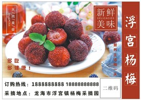 杨梅标签