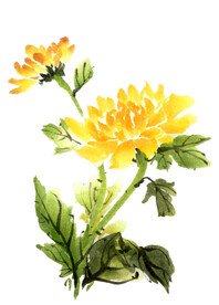 卡通手绘水墨菊花水彩花卉