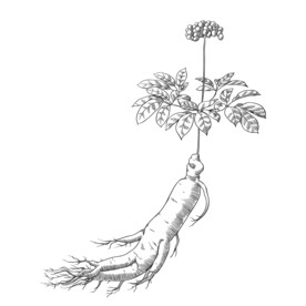 人参