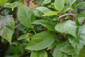 绿色植物叶子