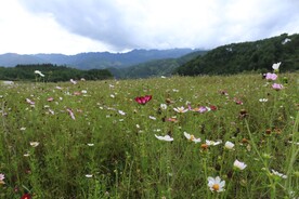 野花