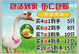 大白鹅