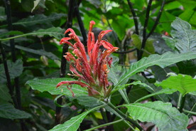 珊瑚花 