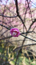 春色