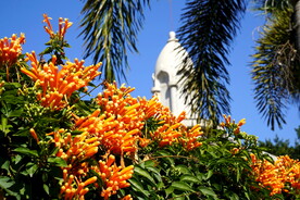 泉州清净寺炮杖花