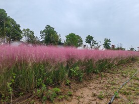 粉黛