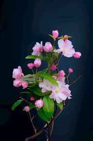 海棠花