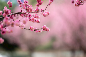 红梅花开