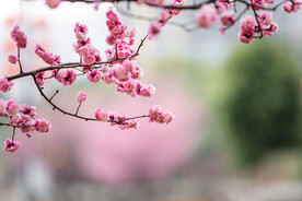 红梅花开
