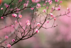 红梅花开