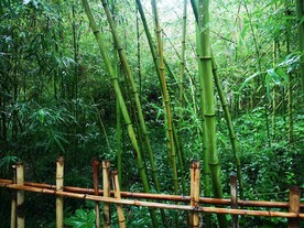 雨后翠竹