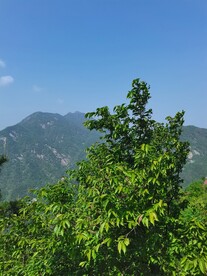 山高树为峰