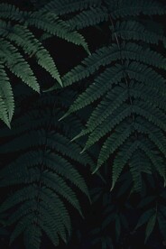 阙类植物叶子