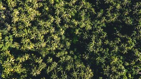 树林